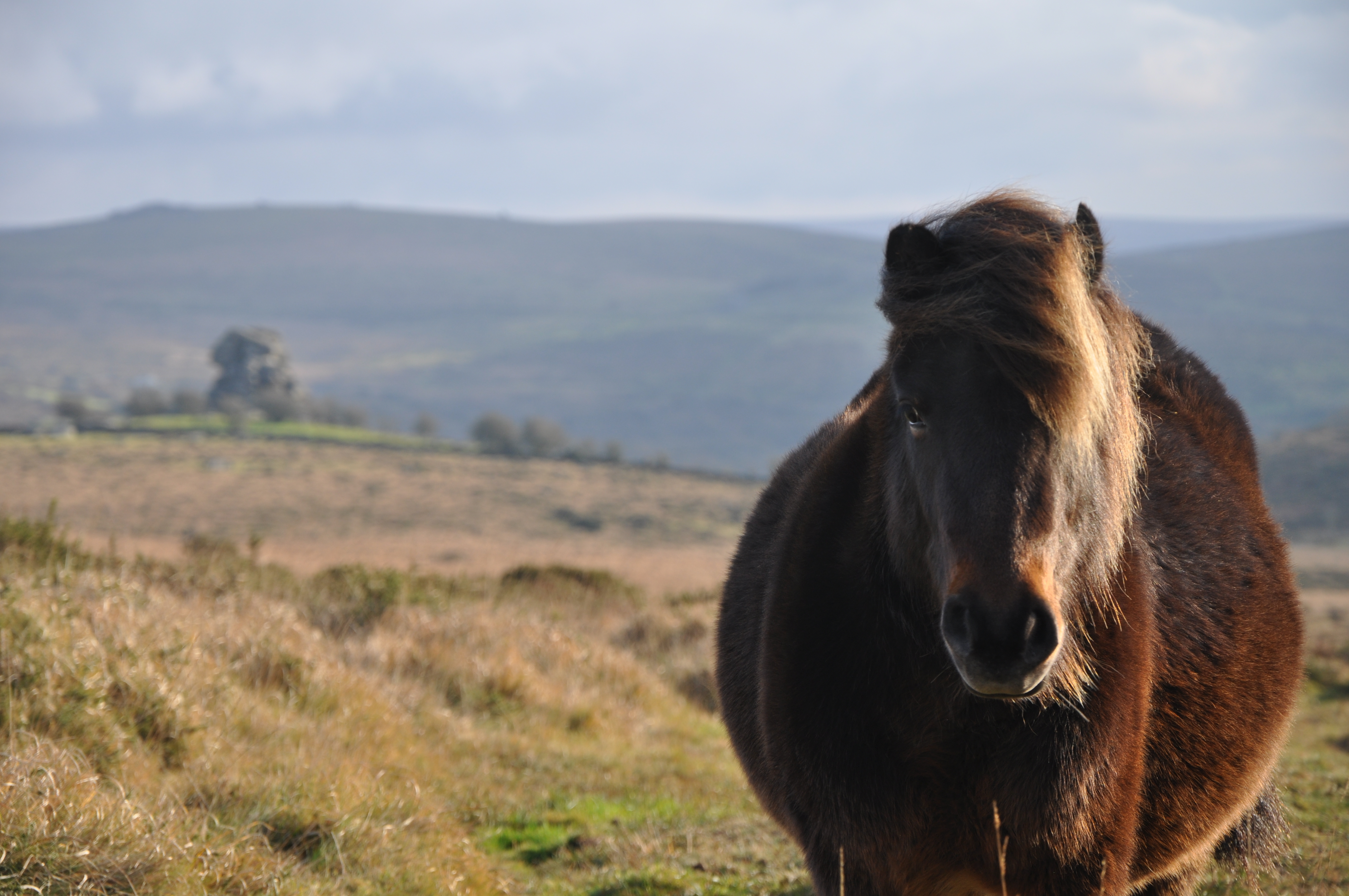 Making a friend on Dartmoor