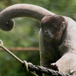 Image of monkey sitting on tree