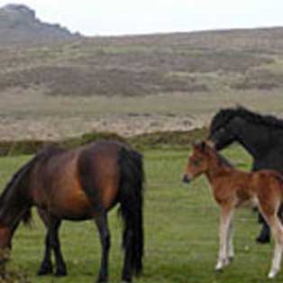 woodovis-park-camping-touring-devon-out-&-about-dartmoor-pony-heritage-trust