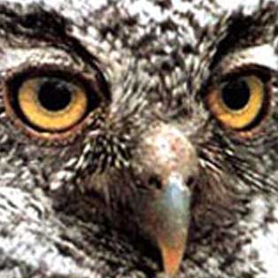 woodovis-park-camping-touring-devon-out-&-about-screech-owl-sanctuary