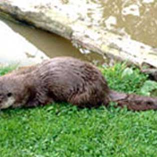 woodovis-park-camping-touring-devon-out-&-about-tamar-otter-wildlife-centre